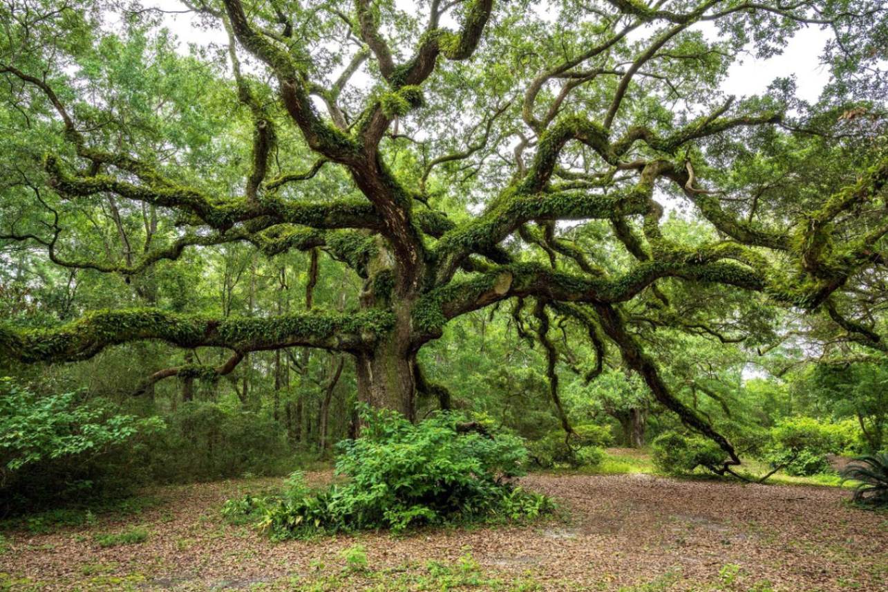 Twelve Oaks Nature Trail